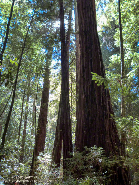 The tallest redwood in the Big Basin Redwoods State Park is more than 300' tall!