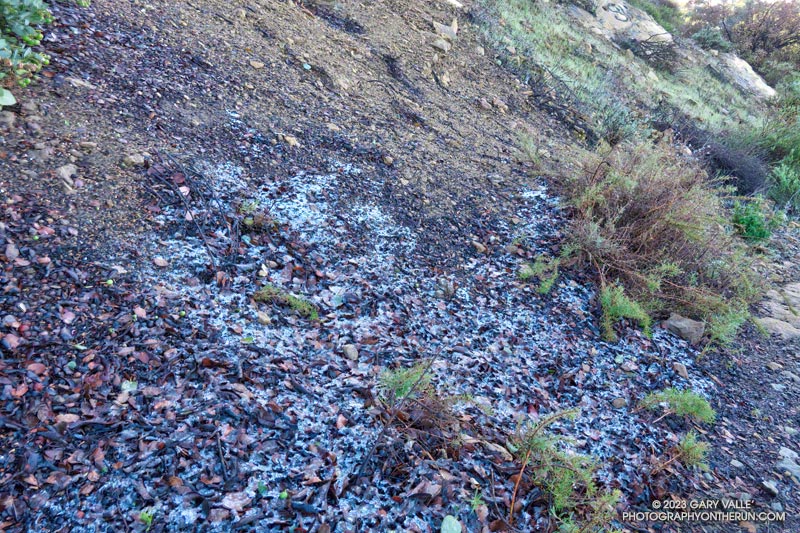 A little melting snow near Topanga Lookout. This is at an elevation of about 2500'. February 26, 2023.