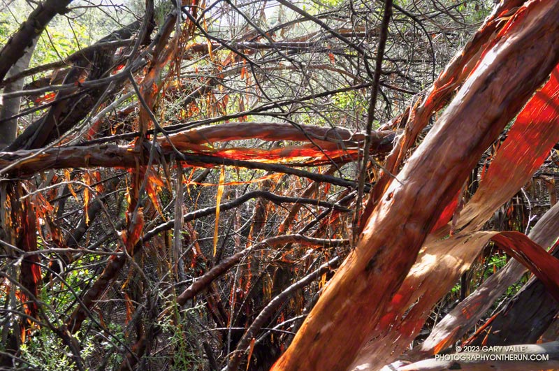 Red shanks (Adenostoma sparsifolium) along the Stunt High Trail.