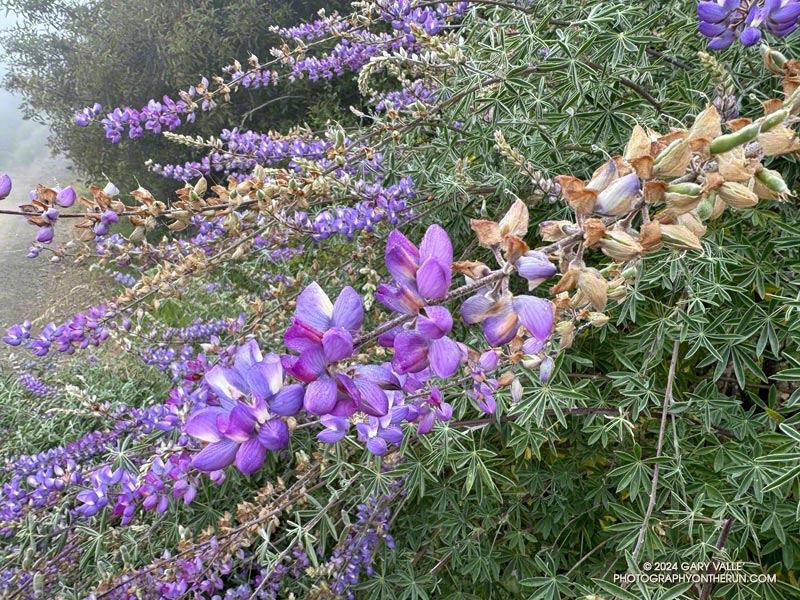 Bush lupine (Lupinus longifolius) was very common along Sullivan Ridge Fire Road. May 12, 2024.