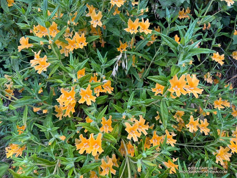 Bush monkeyflower (Diplacus longiflorus) along Sullivan Ridge Fire Road on May 12, 2024. Bush monkeyflower is one of Spring wildflowers that bloomed in Fall 2023, following the rain from T.S. Hilary. 