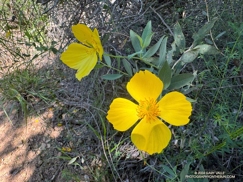 Bush poppy (Dendromecon rigida) along the Josepho Drop Trail. April 28, 2024.