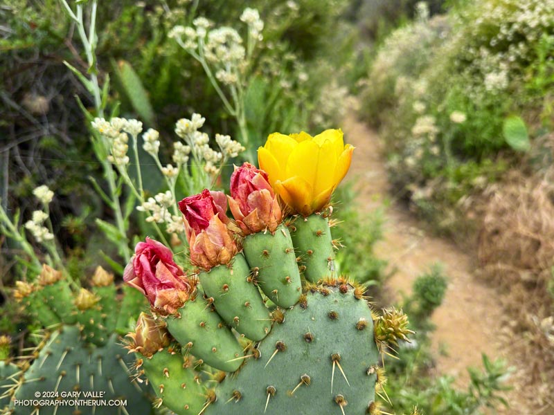 A prickly-pear cactus starting to bloom along the Rivas Canyon Trail. This looks like it could be non-native Mission prickly-pear (Opuntia ficus-indica). May 12, 2024.