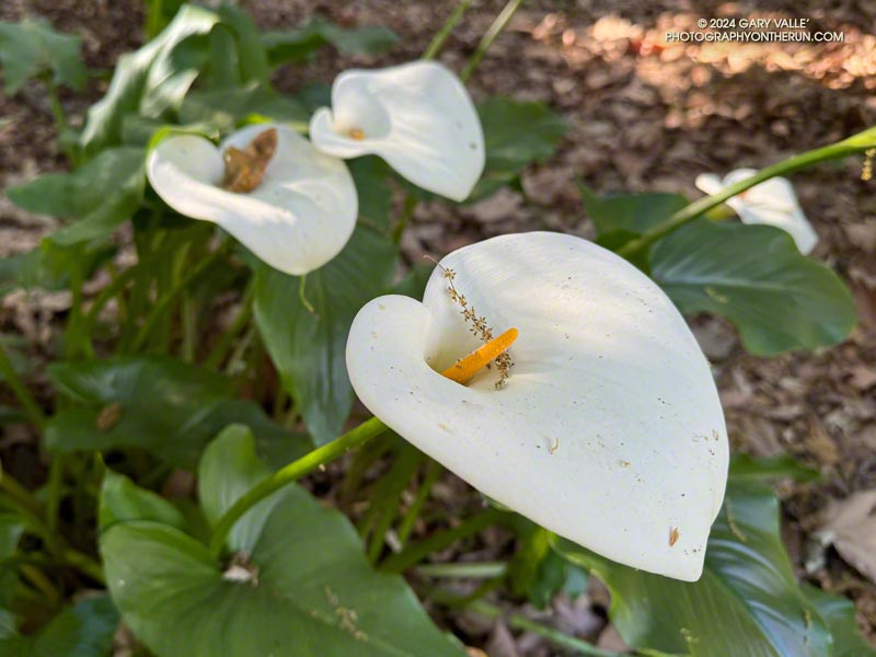 The familiar calla lily, a native of South Africa, blooming in Rustic Canyon, near the Will Rogers Trail - Josepho Drop Trail junction. April 28, 2024.