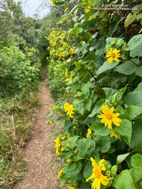 Canyon sunflower has been especially abundant this Spring. Some sections of the Rivas Canyon Trail are lined with the flowers. May 12, 2024.