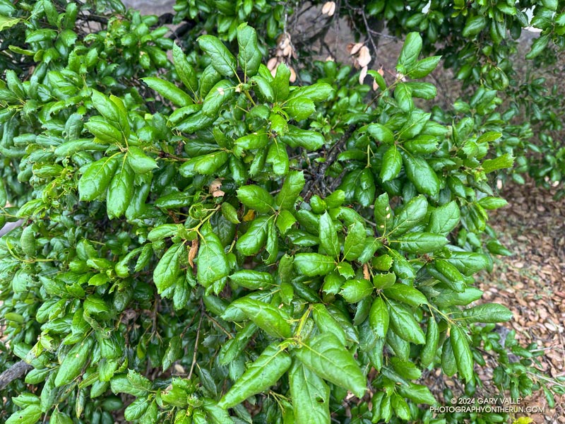 Coast live oak leaves.