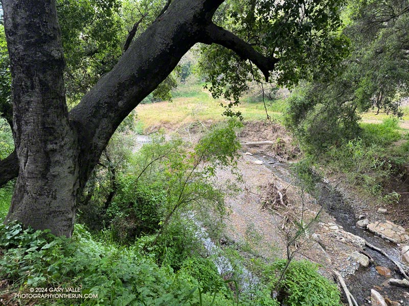 Creek in Rustic Canyon near the bottom of the Josepho Drop Trail.