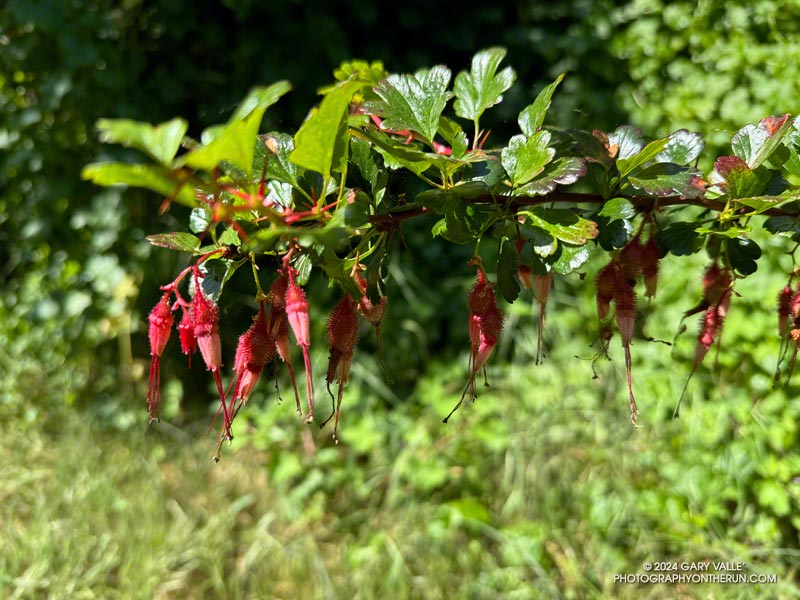 Fuchsia-flowered gooseberry (Ribes speciosum) along the Rivas Canyon Trail. May 12, 2024.