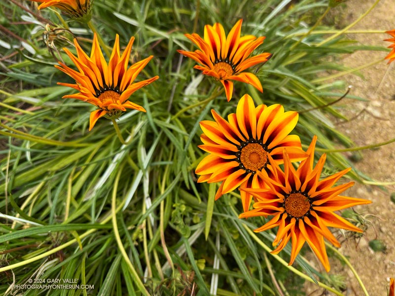 Gazania -- African daises -- are native to Southern Africa. These are along the Temescal Ridge Trail. May 12, 2024.