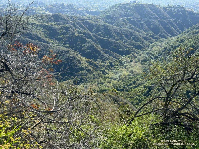 Lower Rustic Canyon from the Backbone Trail above the bridge. The unmaintained Will Rogers Trail goes through this part of the canyon.