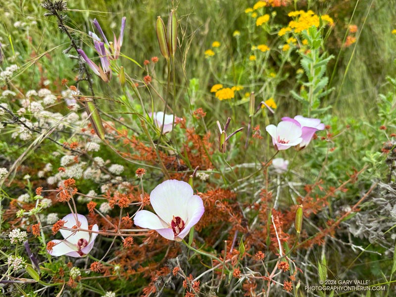 Mariposa lily, golden yarrow, and buckwheat along the Inspiration Point Loop Trail in Will Rogers State Historic Park. May 12, 2024.