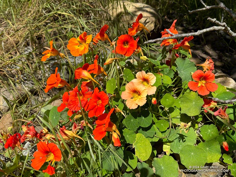 Colorful (non-native) Nasturtium in Temescal Canyon. April 28, 2024.