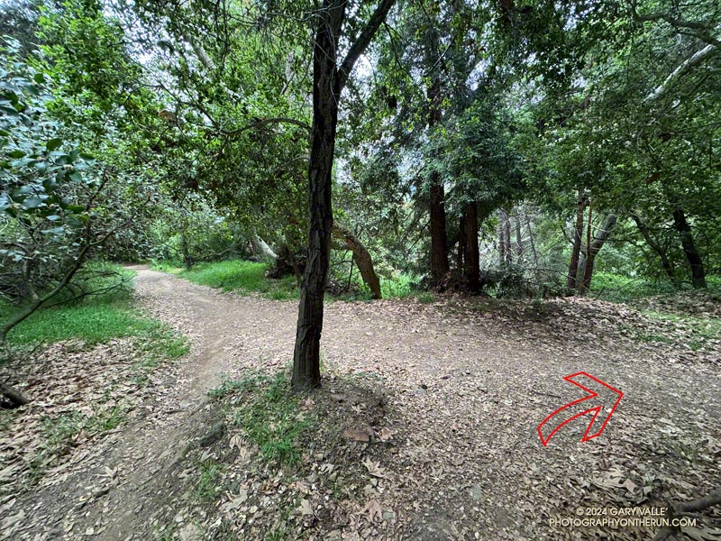 I turned right near the bottom of the Old Stables Trail, where it intersects an old road.