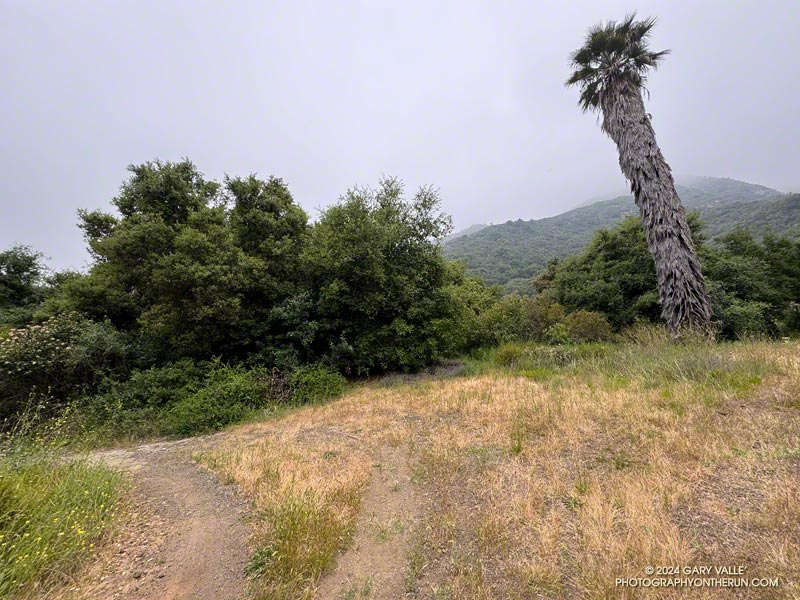 On the descent into Rustic Canyon, the Old Stables Trail curves left around a corner at this prominent palm tree.