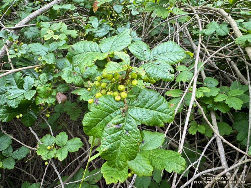 Poison oak and berries along the Rivas Canyon Trail. Poison oak is very common along the trail in Rivas Canyon. May 12, 2024.