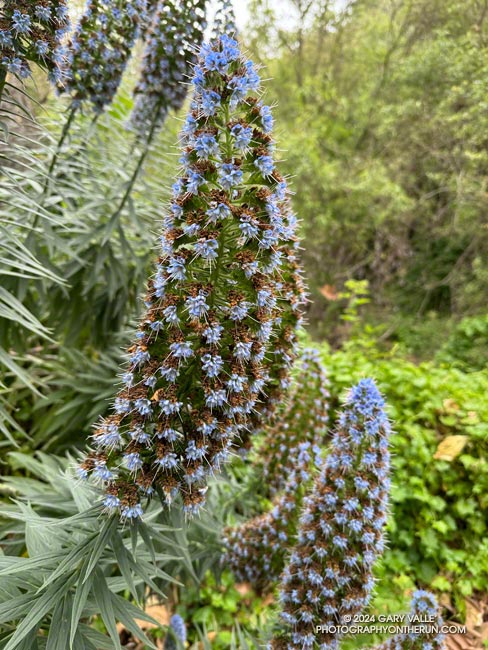 Pride of Madeira in Rivas Canyon. The non-native plant is used frequently in landscaping. May 12, 2024.