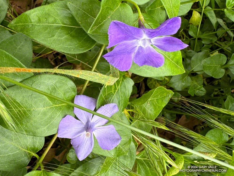 Vinca, an old world native, seems to prefer shaded areas under trees.  These are near the Will Rogers Trail - Josepho Drop Trail junction. May 12, 2024.