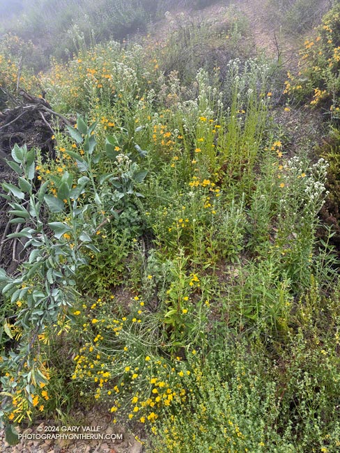 A variety of wildflowers along an east-facing embankment on Sullivan Ridge Fire Road. Native wildflowers include California everylasting, golden yarrow, and monkeyflower. The grey-green plant with large leaves and tubular yellow flowers is tree tobacco, a pestilent invasive. May 12, 2024.