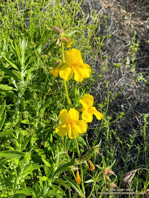 There were several patches of yellow monkeyflower (Diplacus brevipes) along the Old Stables Trail. April 28, 2024.