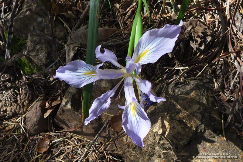 Wild iris along the Rock Spring Trail. May 16, 2014.