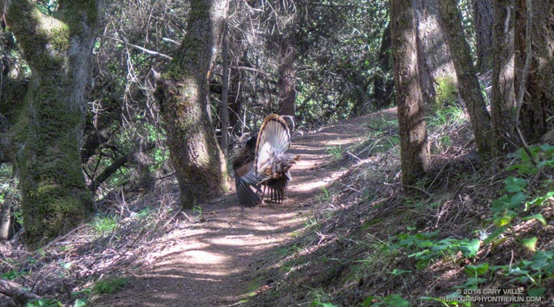 About a half-mile into the run on Mt. Tam we came across this large tom turkey.