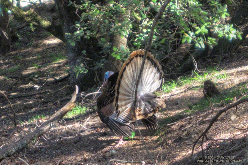 The birds were reportedly introduced into Marin County in 1988 by Fish & Game to provide hunting opportunities on private land. They have since become a nuisance.