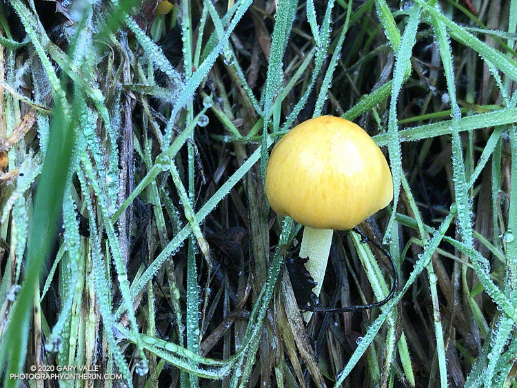 Emerging mushroom in wet grass along the Backbone Trail. January 25, 2020.