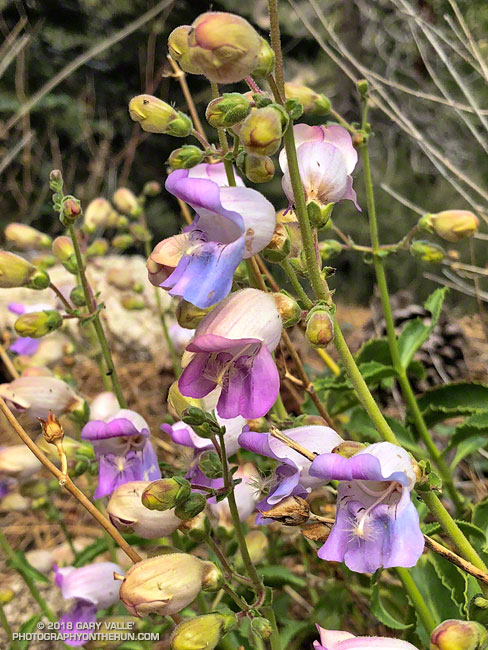 Grinnell's beardtongue along the PCT near Camp Glenwood. May 26, 2018.