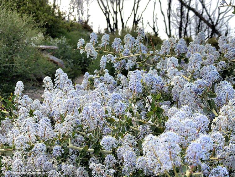 Ceanothus along the Three Points - Mt. Waterman Trail. May 26, 2018.