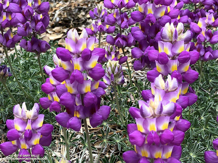 Grape soda lupine (Lupinus excubitus) along the PCT in Cooper Canyon. May 26, 2018.