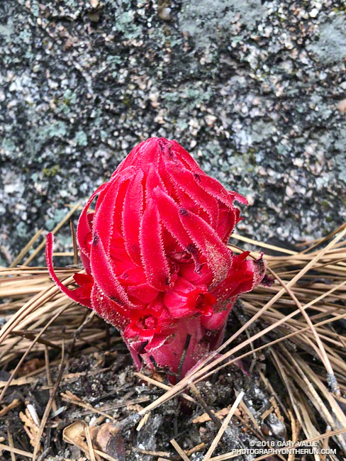 Snow plant (Sarcodes sanguinea) near Buckhorn.  Note the red flowers. May 26, 2018.