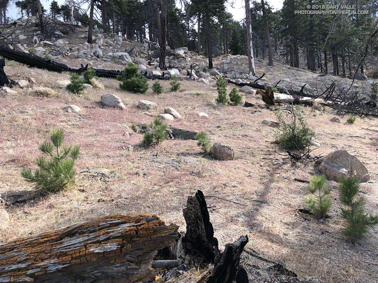 Jeffrey pine seedlings along the Three Points - Mt. Waterman Trail about 8.5 years after the Station Fire. May 26, 2018.