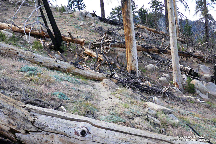 Trees from the Station Fire blocking the Three Points - Mt. Waterman Trail in June 2017.