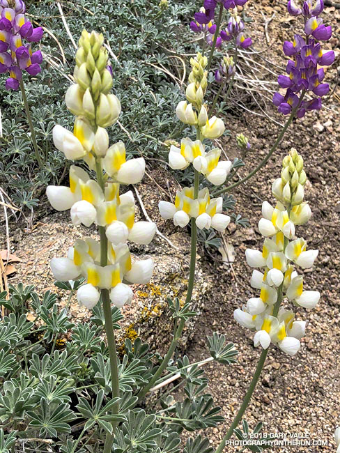 A white variant of grape soda lupine (Lupinus excubitus) along the PCT in Cooper Canyon. May 26, 2018.