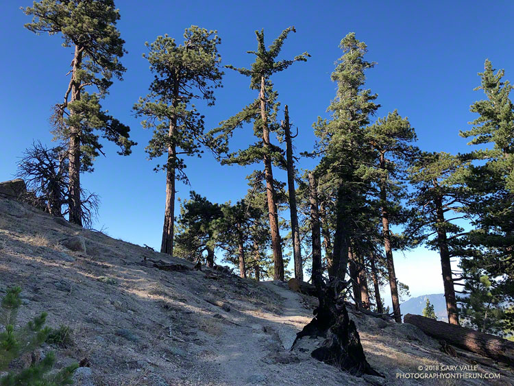 Jeffrey pine, sugar pine and white fir in an area burned in the 2009 Station Fire on the south side of Waterman Mountain at about 7200'.