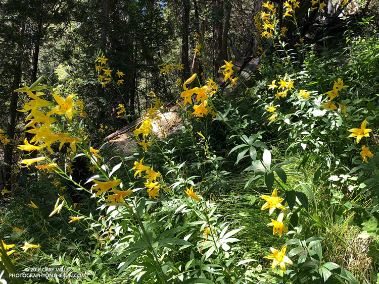 Lemon lilies at a seep along the Burkhart Trail at about 6150', below Buckhorn Campground. July 14, 2018.