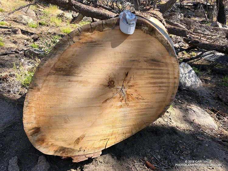 Approximately 500 year old Jeffrey pine killed in the 2009 Station Fire. It's diameter was about 7.5 'cap widths' or about 55 inches. July 14, 2018.