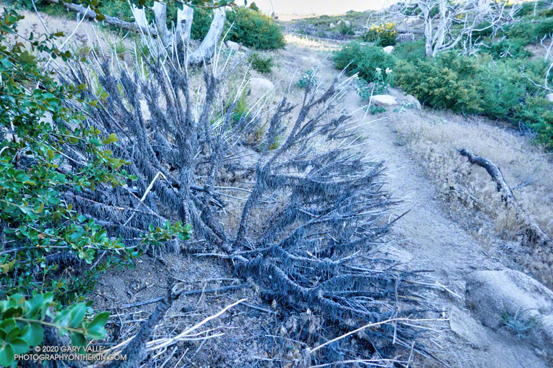 Dead Poodle-dog Bush along the Three Points-Mt. Waterman Trail. The dead plant should also be avoided. July 25, 2020.