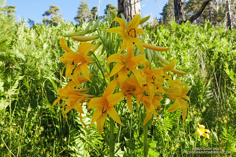 An extraordinary cluster of  lemon lilies at Waterman Meadow.  July 25, 2020.