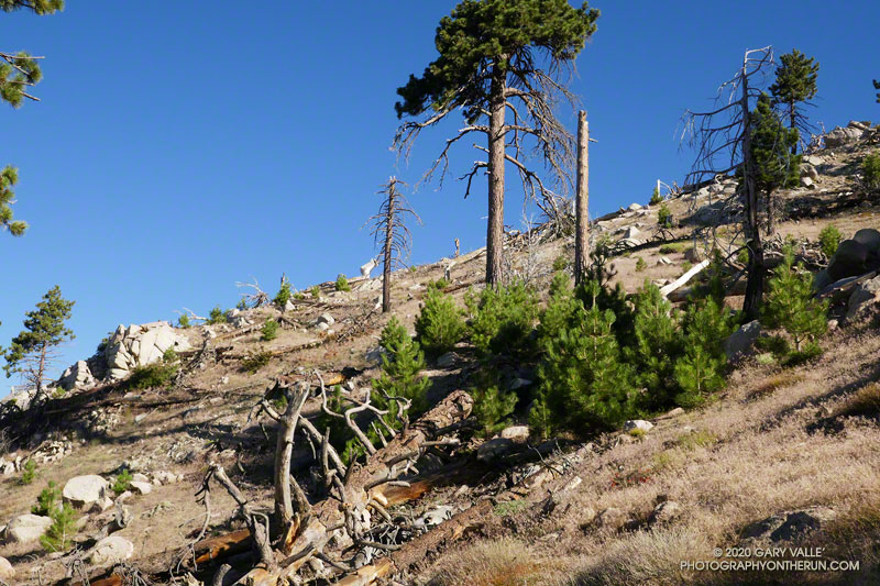 Sapling pines in an area burned by the Station Fire in 2009.  July 25, 2020.