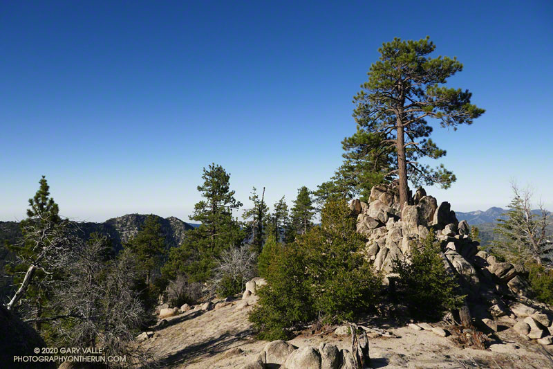 A stalwart Jeffrey pine along the Three Points-Mt. Waterman Trail.