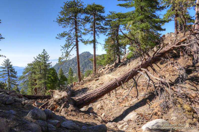 Tree toppled by Winter storms along the Three Points-Mt. Waterman Trail.  July 25, 2020.