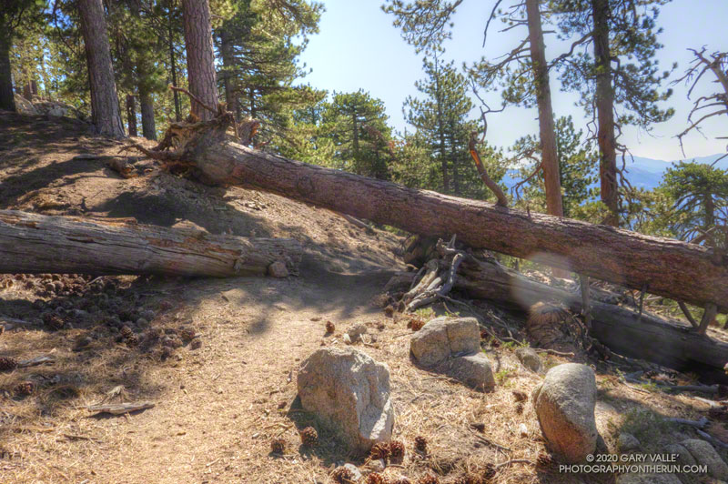 Large Jeffrey pine across the trail near the junction of the trail to the summit of Mt. Waterman. Some trees in this area may be as much as 500 years old. July 25, 2020.