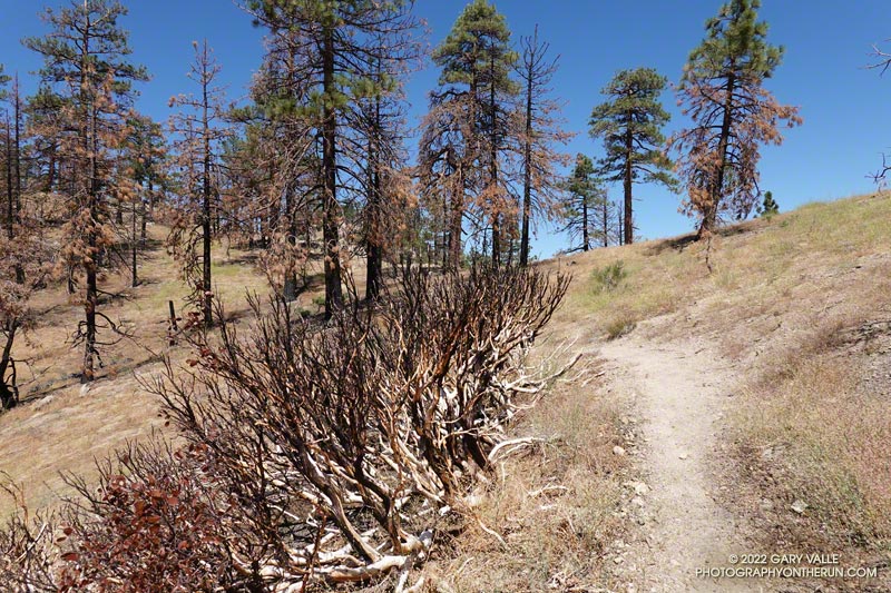 Burned manzanita along the PCT, about 2.2 miles from Cloudburst Summit. August 14, 2022.