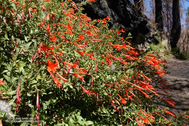 California fuchsia (Epilobium canum) along the Burkhart Trail, about a mile below Buckhorn Campground, in a area burned by the Bobcat Fire. August 14, 2022.