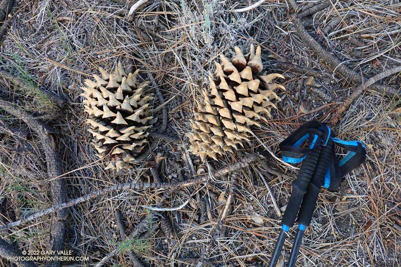 Coulter pine cones near Three Points. The cone on the right is about 9-10 inches long, and weighed about 3 lbs. According to Guiness World Records, Coulter pine cones typically weigh from 1 to 5 lbs., and the heaviest recorded so far is 9 lbs.