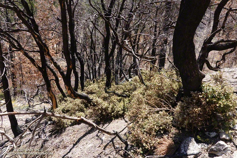 Interior live oak along the PCT crown-sprouting following the 2020 Bobcat Fire. August 14, 2022.