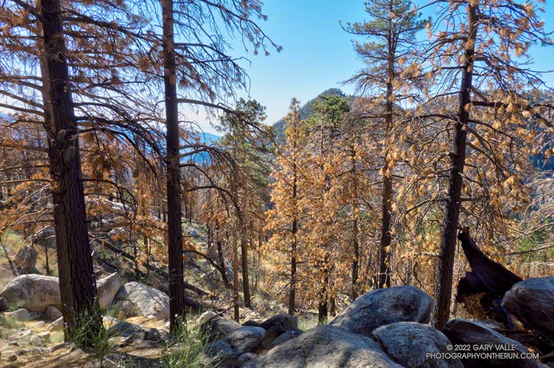 The first obvious area along the Three Points - Mt. Waterman Trail of trees burned by the 2020 Bobcat Fire. This is about 4.9 miles from Three Points and nearly to the Twin Peaks Trail junction. August 14, 2022.
