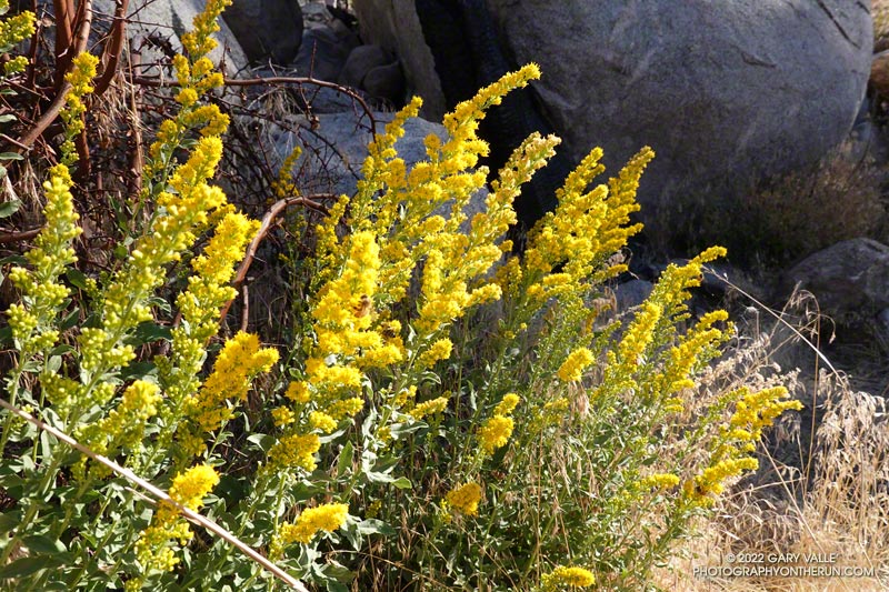 California goldenrod (Solidago velutina ssp. californica) along the Mt. Waterman Trail. August 14, 2022.