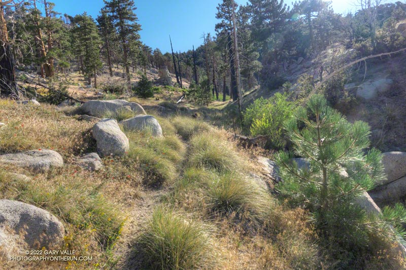 This pretty area, just west of Waterman Meadow and about 3.5 miles from Three Points, is in both the 2009 Station Fire and 2020 Bobcat Fire burn areas. I didn't see any evidence of the Bobcat Fire impacts along this stretch of trail. August 14, 2022. 